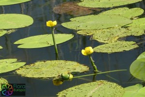 Nuphar lutea